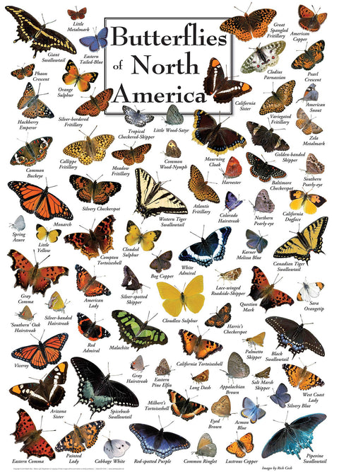Butterflies of North America 1000 Piece Puzzle
