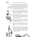 The Book of Gaub - Tabletop Bookshelf